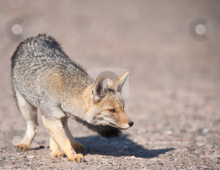 To use this stock image in your creative project, please select the size you need over to the right and click the "Add to Cart" button.
Your downloaded image will come with the Cutcaster watermark removed so don’t worry about the watermark you see on this page. Patagonian Grey Fox (Dusicyon culpaeus). stock photo, Patagonian Grey Fox (Dusicyon culpaeus) in desert landscape. by Pablo Caridad