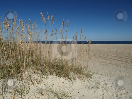 To use this stock image in your creative project, please select the size you need over to the right and click the "Add to Cart" button.
Your downloaded image will come with the Cutcaster watermark removed so don’t worry about the watermark you see on this page. Beaches stock photo, Along the shore in North Carolina by Tim Markley