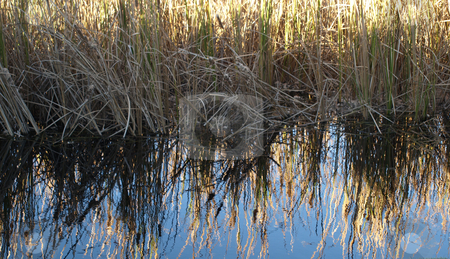 To use this stock image in your creative project, please select the size you need over to the right and click the "Add to Cart" button.
Your downloaded image will come with the Cutcaster watermark removed so don’t worry about the watermark you see on this page. Grass on th edge stock photo, Grass along the edge of a lake, reflecting off the water by Tim Markley
