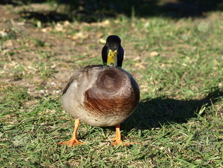 To use this stock image in your creative project, please select the size you need over to the right and click the "Add to Cart" button.
Your downloaded image will come with the Cutcaster watermark removed so don’t worry about the watermark you see on this page. Duck up close stock photo, Duck on the grass checking things out. by Tim Markley