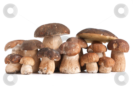 To use this stock image in your creative project, please select the size you need over to the right and click the "Add to Cart" button.
Your downloaded image will come with the Cutcaster watermark removed so don’t worry about the watermark you see on this page. Boletus Edulis mushrooms stock photo, Group of Boletus Edulis mushroom isolated on white background by ANTONIO SCARPI