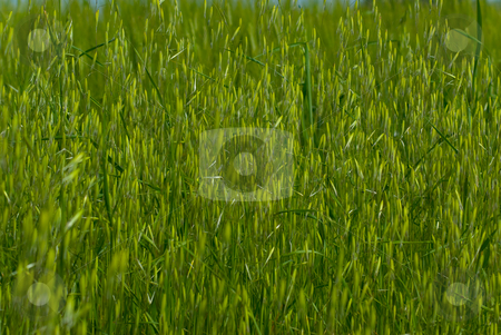 To use this stock image in your creative project, please select the size you need over to the right and click the "Add to Cart" button.
Your downloaded image will come with the Cutcaster watermark removed so don’t worry about the watermark you see on this page. Hafer (Avena) - Oats stock photo, Hafer (Avena) ist eine Pflanzengattung in der Familie der S??gr?ser (Poaceae). - The oats (Avena) are a genus of 10-15 species of true grasses (family Poaceae) by Wolfgang Heidasch