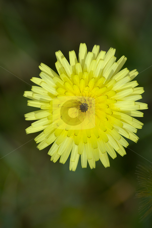 To use this stock image in your creative project, please select the size you need over to the right and click the "Add to Cart" button.
Your downloaded image will come with the Cutcaster watermark removed so don’t worry about the watermark you see on this page. Habichtskraut (Hieracium) (Asteraceae). stock photo, Die Habichtskr?uter (Hieracium) bilden eine Pflanzengattung in der Familie der Korbbl?tler (Asteraceae). by Wolfgang Heidasch