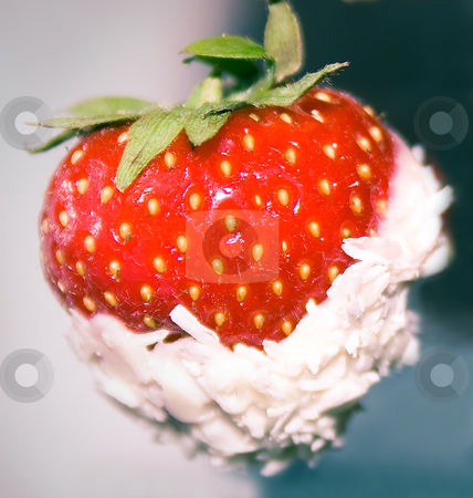 To use this stock image in your creative project, please select the size you need over to the right and click the "Add to Cart" button.
Your downloaded image will come with the Cutcaster watermark removed so don’t worry about the watermark you see on this page. Strawberry stock photo, Strawberry in a sweet coconut glaze close up by Tatjana Keisa