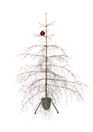 To use this stock image in your creative project, please select the size you need over to the right and click the "Add to Cart" button.
Your downloaded image will come with the Cutcaster watermark removed so don’t worry about the watermark you see on this page. Christmas tree stock photo, Dead christmas tree isolated on a white background by Anne-Louise Quarfoth
