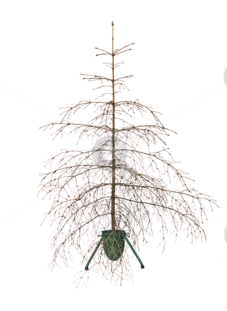 To use this stock image in your creative project, please select the size you need over to the right and click the "Add to Cart" button.
Your downloaded image will come with the Cutcaster watermark removed so don’t worry about the watermark you see on this page. Christmas tree stock photo, Dead christmas tree isolated on a white background by Anne-Louise Quarfoth