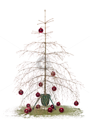 To use this stock image in your creative project, please select the size you need over to the right and click the "Add to Cart" button.
Your downloaded image will come with the Cutcaster watermark removed so don’t worry about the watermark you see on this page. Christmas tree stock photo, Dead christmas tree isolated on a white background by Anne-Louise Quarfoth