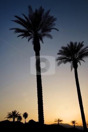 To use this stock image in your creative project, please select the size you need over to the right and click the "Add to Cart" button.
Your downloaded image will come with the Cutcaster watermark removed so don’t worry about the watermark you see on this page. Palms at Sunset stock photo, Palm trees against a deep blue sky at sunset, Palm Springs, California. by Mary Lane