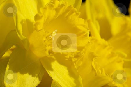To use this stock image in your creative project, please select the size you need over to the right and click the "Add to Cart" button.
Your downloaded image will come with the Cutcaster watermark removed so don’t worry about the watermark you see on this page. Lovely Daffodils stock photo, Absolutely yellow - a bunch of lovely daffodils. by Mary Lane