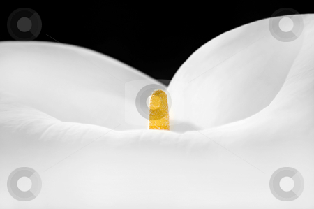 To use this stock image in your creative project, please select the size you need over to the right and click the "Add to Cart" button.
Your downloaded image will come with the Cutcaster watermark removed so don’t worry about the watermark you see on this page. Lily Closeup stock photo, Closeup of the centre of a lovely calla lily. by Mary Lane