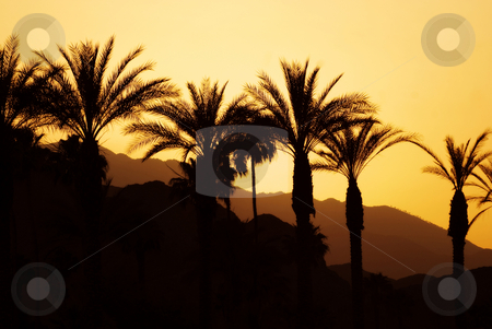 To use this stock image in your creative project, please select the size you need over to the right and click the "Add to Cart" button.
Your downloaded image will come with the Cutcaster watermark removed so don’t worry about the watermark you see on this page. Sunset Palm Springs stock photo, Sunset, palm trees and mountains in lovely Palm Springs, California. by Mary Lane