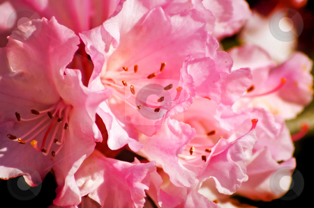 To use this stock image in your creative project, please select the size you need over to the right and click the "Add to Cart" button.
Your downloaded image will come with the Cutcaster watermark removed so don’t worry about the watermark you see on this page. Rhododendron stock photo, A bunch of very pink rhododendron flowers. by Mary Lane