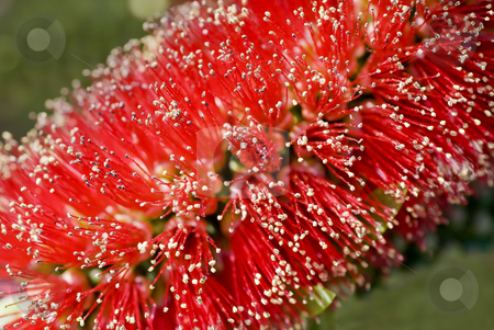 To use this stock image in your creative project, please select the size you need over to the right and click the "Add to Cart" button.
Your downloaded image will come with the Cutcaster watermark removed so don’t worry about the watermark you see on this page. Bottle Brush stock photo, The bright red flowers on a bottle brush tree. by Mary Lane