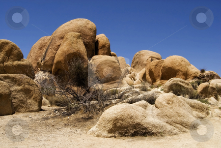 To use this stock image in your creative project, please select the size you need over to the right and click the "Add to Cart" button.
Your downloaded image will come with the Cutcaster watermark removed so don’t worry about the watermark you see on this page. Joshua Tree stock photo, The desert landscape of Joshua Tree National Park, California. by Mary Lane
