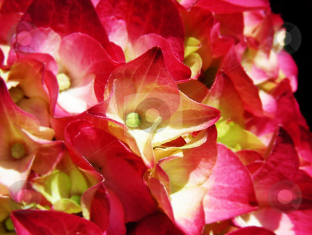 To use this stock image in your creative project, please select the size you need over to the right and click the "Add to Cart" button.
Your downloaded image will come with the Cutcaster watermark removed so don’t worry about the watermark you see on this page. Pink Hydrangea stock photo, Deep rosy pink colors in these hydrangea flowers. by Mary Lane