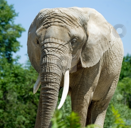 To use this stock image in your creative project, please select the size you need over to the right and click the "Add to Cart" button.
Your downloaded image will come with the Cutcaster watermark removed so don’t worry about the watermark you see on this page. Elephant stock photo, Elephant hanging out at the Toronto Zoo, Toronto, Canada. by Mary Lane