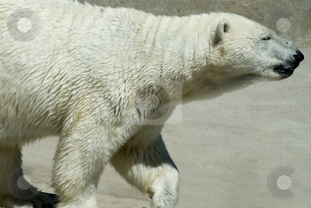 To use this stock image in your creative project, please select the size you need over to the right and click the "Add to Cart" button.
Your downloaded image will come with the Cutcaster watermark removed so don’t worry about the watermark you see on this page. Polar Bear stock photo, A polar bear, pacing around his cage, at the zoo. by Mary Lane
