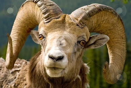 To use this stock image in your creative project, please select the size you need over to the right and click the "Add to Cart" button.
Your downloaded image will come with the Cutcaster watermark removed so don’t worry about the watermark you see on this page. Big Horned Sheep stock photo, Those horns look like he's lost a few fights, but they are still impressive - Big Horned Mountain Sheep in Banff National Park, Banff, Alberta, Canada. by Mary Lane
