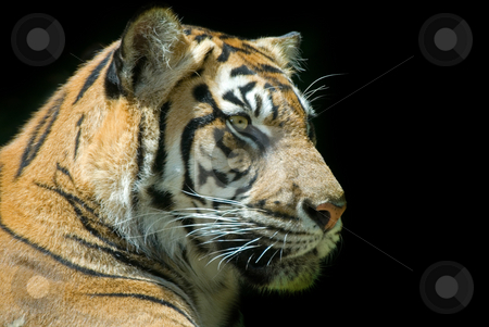 To use this stock image in your creative project, please select the size you need over to the right and click the "Add to Cart" button.
Your downloaded image will come with the Cutcaster watermark removed so don’t worry about the watermark you see on this page. Sumatran Tiger stock photo, Now I swear this one was posing - Sumatran Tiger looking regal at the zoo. by Mary Lane