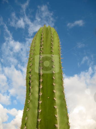 To use this stock image in your creative project, please select the size you need over to the right and click the "Add to Cart" button.
Your downloaded image will come with the Cutcaster watermark removed so don’t worry about the watermark you see on this page. Large spiky green cactus plant. stock photo, Large spiky green cactus plant. by Stephen Rees