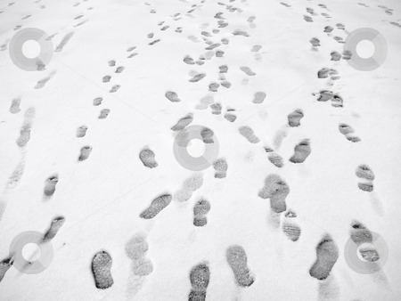 To use this stock image in your creative project, please select the size you need over to the right and click the "Add to Cart" button.
Your downloaded image will come with the Cutcaster watermark removed so don’t worry about the watermark you see on this page. Lots of footprints in snow. stock photo, Lots of footprints in snow. by Stephen Rees