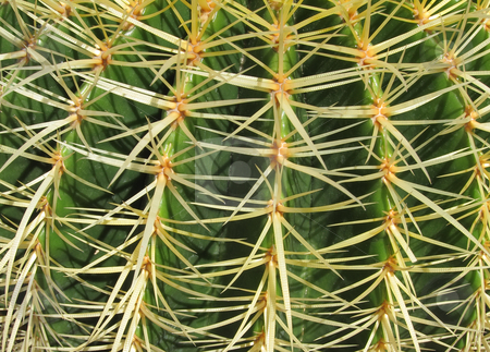To use this stock image in your creative project, please select the size you need over to the right and click the "Add to Cart" button.
Your downloaded image will come with the Cutcaster watermark removed so don’t worry about the watermark you see on this page. Golden barrel cactus, Echinocactus grusonii, close up. stock photo, Golden barrel cactus, Echinocactus grusonii, close up. by Stephen Rees