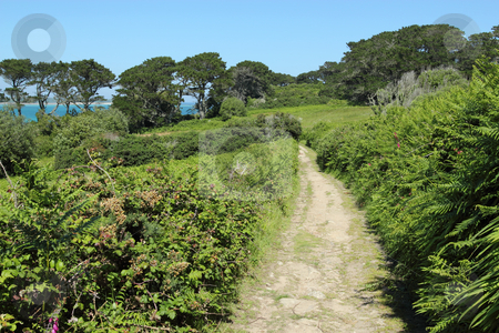 To use this stock image in your creative project, please select the size you need over to the right and click the "Add to Cart" button.
Your downloaded image will come with the Cutcaster watermark removed so don’t worry about the watermark you see on this page. Country lane in St. Mary's Isles of Scilly. stock photo, Country lane in St. Mary's Isles of Scilly. by Stephen Rees