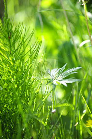 To use this stock image in your creative project, please select the size you need over to the right and click the "Add to Cart" button.
Your downloaded image will come with the Cutcaster watermark removed so don’t worry about the watermark you see on this page. Green grass and plants stock photo, Closeup of green grass and plants in summer by Elena Elisseeva