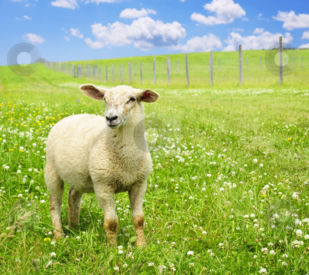 To use this stock image in your creative project, please select the size you need over to the right and click the "Add to Cart" button.
Your downloaded image will come with the Cutcaster watermark removed so don’t worry about the watermark you see on this page. Cute young sheep stock photo, Cute funny sheep or lamb in green meadow by Elena Elisseeva