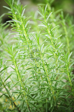 To use this stock image in your creative project, please select the size you need over to the right and click the "Add to Cart" button.
Your downloaded image will come with the Cutcaster watermark removed so don’t worry about the watermark you see on this page. Rosemary herb plants stock photo, Fresh green rosemary herbs growing in garden by Elena Elisseeva