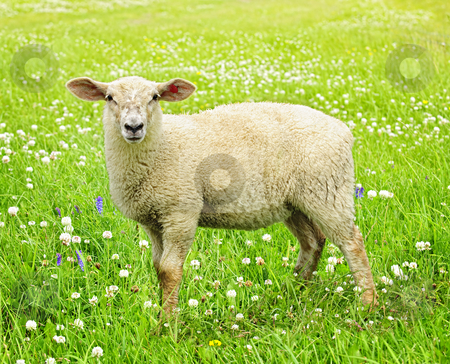 To use this stock image in your creative project, please select the size you need over to the right and click the "Add to Cart" button.
Your downloaded image will come with the Cutcaster watermark removed so don’t worry about the watermark you see on this page. Cute young sheep stock photo, Cute funny sheep or lamb in green meadow by Elena Elisseeva