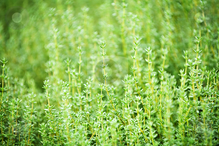 To use this stock image in your creative project, please select the size you need over to the right and click the "Add to Cart" button.
Your downloaded image will come with the Cutcaster watermark removed so don’t worry about the watermark you see on this page. Thyme plants stock photo, Fresh green thyme herbs growing in garden by Elena Elisseeva