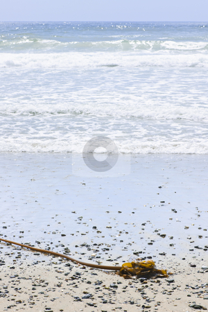 To use this stock image in your creative project, please select the size you need over to the right and click the "Add to Cart" button.
Your downloaded image will come with the Cutcaster watermark removed so don’t worry about the watermark you see on this page. Beach detail on Pacific ocean coast of Canada stock photo, Seaweed on sand, Long Beach in Pacific Rim National Park, Canada by Elena Elisseeva
