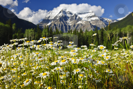 To use this stock image in your creative project, please select the size you need over to the right and click the "Add to Cart" button.
Your downloaded image will come with the Cutcaster watermark removed so don’t worry about the watermark you see on this page. Daisies at Mount Robson provincial park, Canada stock photo, Daisies blooming at Mount Robson Provincial Park, Canada by Elena Elisseeva
