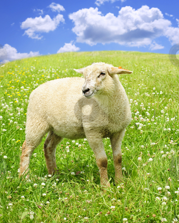 To use this stock image in your creative project, please select the size you need over to the right and click the "Add to Cart" button.
Your downloaded image will come with the Cutcaster watermark removed so don’t worry about the watermark you see on this page. Cute young sheep stock photo, Cute happy sheep or lamb in green meadow by Elena Elisseeva