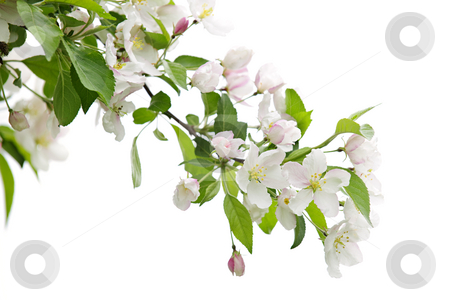 To use this stock image in your creative project, please select the size you need over to the right and click the "Add to Cart" button.
Your downloaded image will come with the Cutcaster watermark removed so don’t worry about the watermark you see on this page. Blooming apple tree branch stock photo, Blooming apple tree branch isolated on white background by Elena Elisseeva