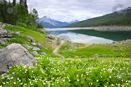 To use this stock image in your creative project, please select the size you need over to the right and click the "Add to Cart" button.
Your downloaded image will come with the Cutcaster watermark removed so don’t worry about the watermark you see on this page. Mountain lake in Jasper National Park, Canada stock photo, Wildflowers on the shore of Medicine Lake in Jasper National Park, Canada by Elena Elisseeva