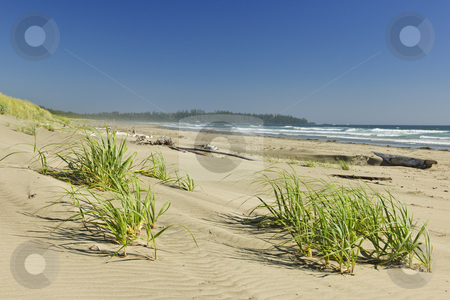 To use this stock image in your creative project, please select the size you need over to the right and click the "Add to Cart" button.
Your downloaded image will come with the Cutcaster watermark removed so don’t worry about the watermark you see on this page. Ocean shore in Pacific Rim National park, Canada stock photo, Sand dunes on Long Beach in Pacific Rim National park, Canada by Elena Elisseeva