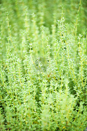 To use this stock image in your creative project, please select the size you need over to the right and click the "Add to Cart" button.
Your downloaded image will come with the Cutcaster watermark removed so don’t worry about the watermark you see on this page. Thyme plants stock photo, Fresh green thyme herbs growing in garden by Elena Elisseeva
