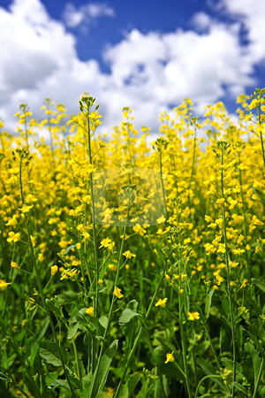 To use this stock image in your creative project, please select the size you need over to the right and click the "Add to Cart" button.
Your downloaded image will come with the Cutcaster watermark removed so don’t worry about the watermark you see on this page. Canola plants in field stock photo, Canola or rapeseed plants growing in farm field, Manitoba, Canada by Elena Elisseeva