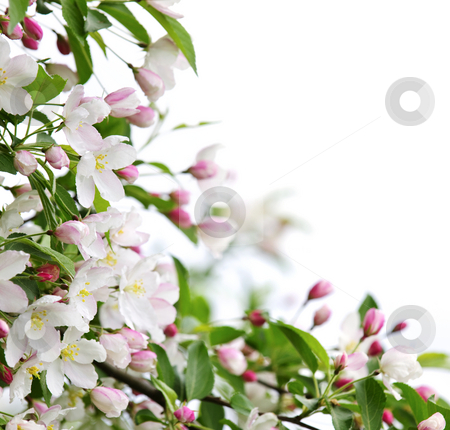 To use this stock image in your creative project, please select the size you need over to the right and click the "Add to Cart" button.
Your downloaded image will come with the Cutcaster watermark removed so don’t worry about the watermark you see on this page. Apple blossoms background stock photo, White and pink blossoms on apple tree branches on white background by Elena Elisseeva