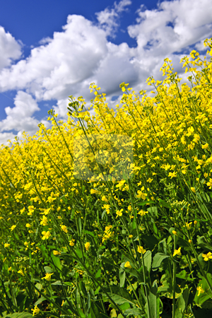 To use this stock image in your creative project, please select the size you need over to the right and click the "Add to Cart" button.
Your downloaded image will come with the Cutcaster watermark removed so don’t worry about the watermark you see on this page. Canola plants in field stock photo, Canola or rapeseed plants growing in farm field, Manitoba, Canada by Elena Elisseeva