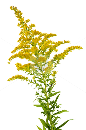 To use this stock image in your creative project, please select the size you need over to the right and click the "Add to Cart" button.
Your downloaded image will come with the Cutcaster watermark removed so don’t worry about the watermark you see on this page. Goldenrod plant stock photo, Blooming goldenrod plant isolated on white background by Elena Elisseeva