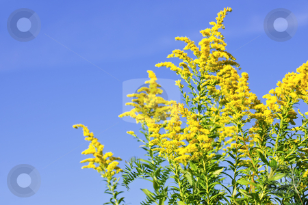 To use this stock image in your creative project, please select the size you need over to the right and click the "Add to Cart" button.
Your downloaded image will come with the Cutcaster watermark removed so don’t worry about the watermark you see on this page. Goldenrod plant stock photo, Blooming goldenrod plant on blue sky background by Elena Elisseeva