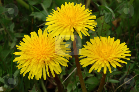 To use this stock image in your creative project, please select the size you need over to the right and click the "Add to Cart" button.
Your downloaded image will come with the Cutcaster watermark removed so don’t worry about the watermark you see on this page. Dandelion stock photo, Dandelion Taraxacum officinale on a meadow close-up. by Vladimir Blinov
