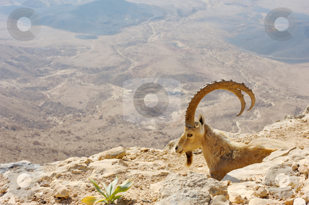 To use this stock image in your creative project, please select the size you need over to the right and click the "Add to Cart" button.
Your downloaded image will come with the Cutcaster watermark removed so don’t worry about the watermark you see on this page. Makhtesh Ramon stock photo, Makhtesh Ramon, mountain goat in the unique crater of Israel by Vladimir Blinov