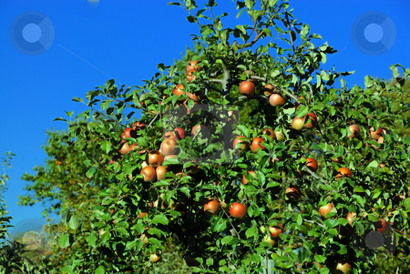 To use this stock image in your creative project, please select the size you need over to the right and click the "Add to Cart" button.
Your downloaded image will come with the Cutcaster watermark removed so don’t worry about the watermark you see on this page. Apples stock photo, Fresh and juicy red apples at a local orchard by Arvind Balaraman