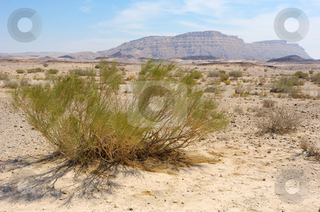 To use this stock image in your creative project, please select the size you need over to the right and click the "Add to Cart" button.
Your downloaded image will come with the Cutcaster watermark removed so don’t worry about the watermark you see on this page. Makhtesh Ramon, Negev desert stock photo, Makhtesh Ramon, unique crater in Negev desert, Israel by Vladimir Blinov