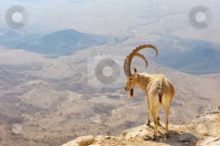 To use this stock image in your creative project, please select the size you need over to the right and click the "Add to Cart" button.
Your downloaded image will come with the Cutcaster watermark removed so don’t worry about the watermark you see on this page. Makhtesh Ramon stock photo, Makhtesh Ramon, mountain goat in the unique crater of Israel by Vladimir Blinov