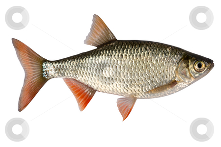 To use this stock image in your creative project, please select the size you need over to the right and click the "Add to Cart" button.
Your downloaded image will come with the Cutcaster watermark removed so don’t worry about the watermark you see on this page. Common rudd stock photo, Common rudd most widespread fresh-water fish in territory of Asia and Europe. by Sergey Goruppa
